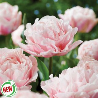 Dreamer Double Tulip Thumbnail